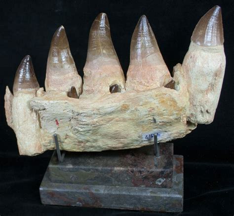 mosasaur jaw for sale.